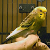 parakeet or budgerigar