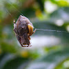Garden Orb Weaver with wasp grub