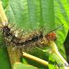Saturniid Caterpillar