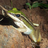 Kongkang Gading (Green Paddy Frog)