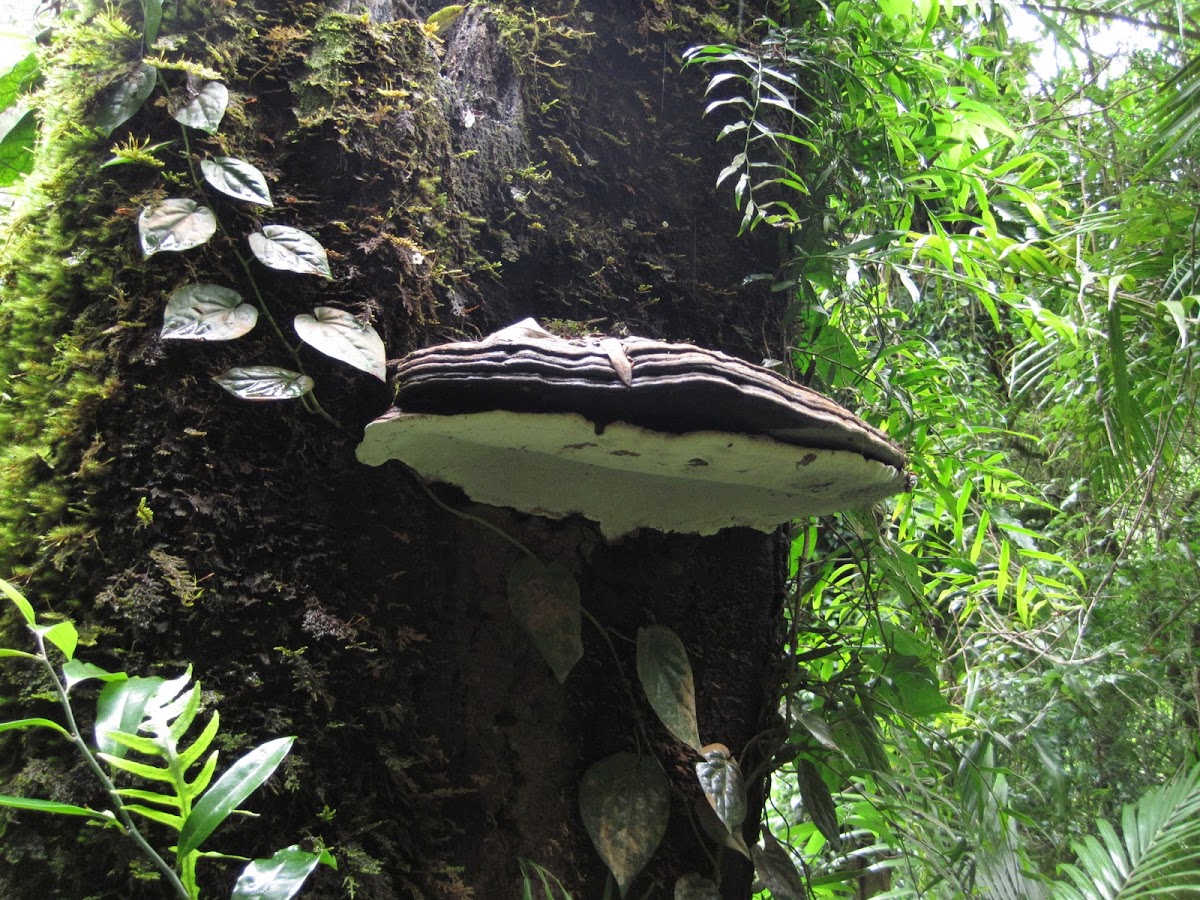 shelf fungi