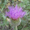 Texas Thistle