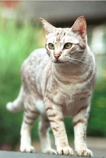 Cat Wallpaper Screenshots 16