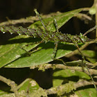 Mossy Stick Insect, Phasmid - Female