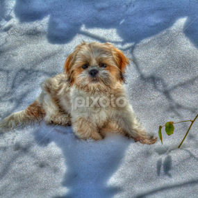 frozen rat!!!!! by Mark Shepherdson - Animals - Dogs Puppies