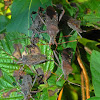 Leaf-footed bugs