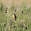 Dickcissel