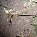 Earwig