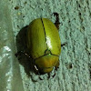 Goldsmith beetle