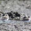 Sandpiper