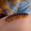 Red-sided Flat Millipede
