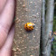Multicolor Asian Lady Beetle