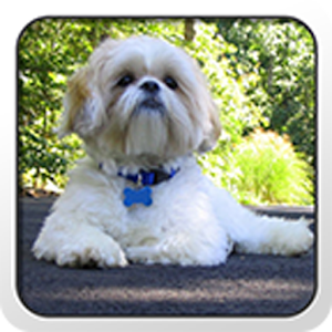 Shih Tzu - Theme - Nova/ADW/GO.apk 3.0