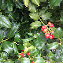 Some kind of red berries