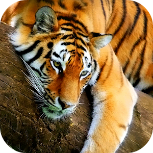 3d Tiger Live Wallpaper ~ Download Live Weed Wallpaper Gallery | exactwall