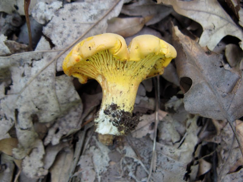Chanterelle (Cantharellus cibarius) [Bx, NYC], 1 of 2