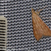 Sesame Leafroller Moth