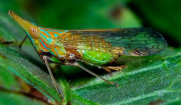 Plant Hopper