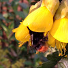 Red Tailed Bumblebee