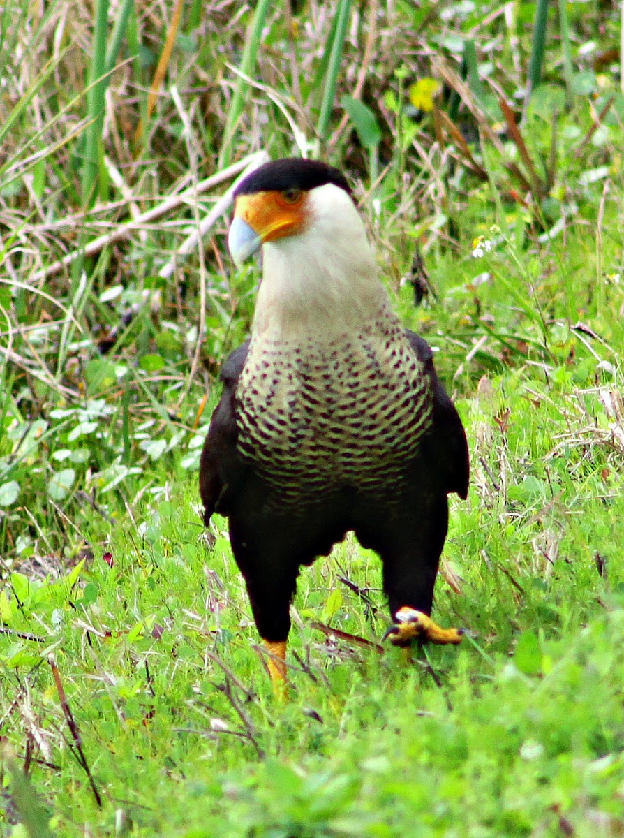 Northern Crested Caracara