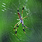 golden silk orb-web spider