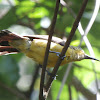 Crimson Sunbird (female)