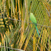 The Rose-ringed Parakeet (male)