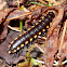 Yellow-Spotted Millipede