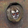 Panamanian Night Monkey - Jujuná