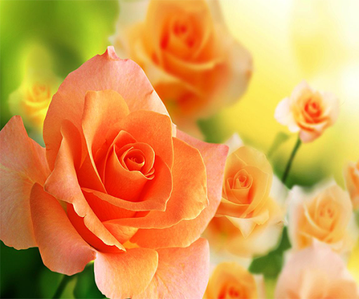 Orange Roses Live Wallpaper