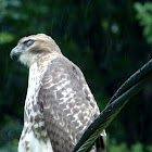 red-tailed hawk