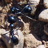 Ant, (common, black)