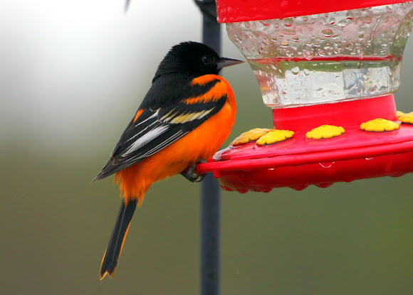 Baltimore Oriole Project Noah