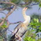 Immature Anhingas