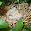 baby mourning doves