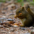 Baby American Red Squirrel