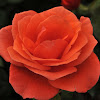 Hybrid tea rose