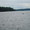 Common Loon