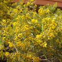 creosote bush
