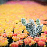 The Cactus  by Ryan Lee Run Lin -  