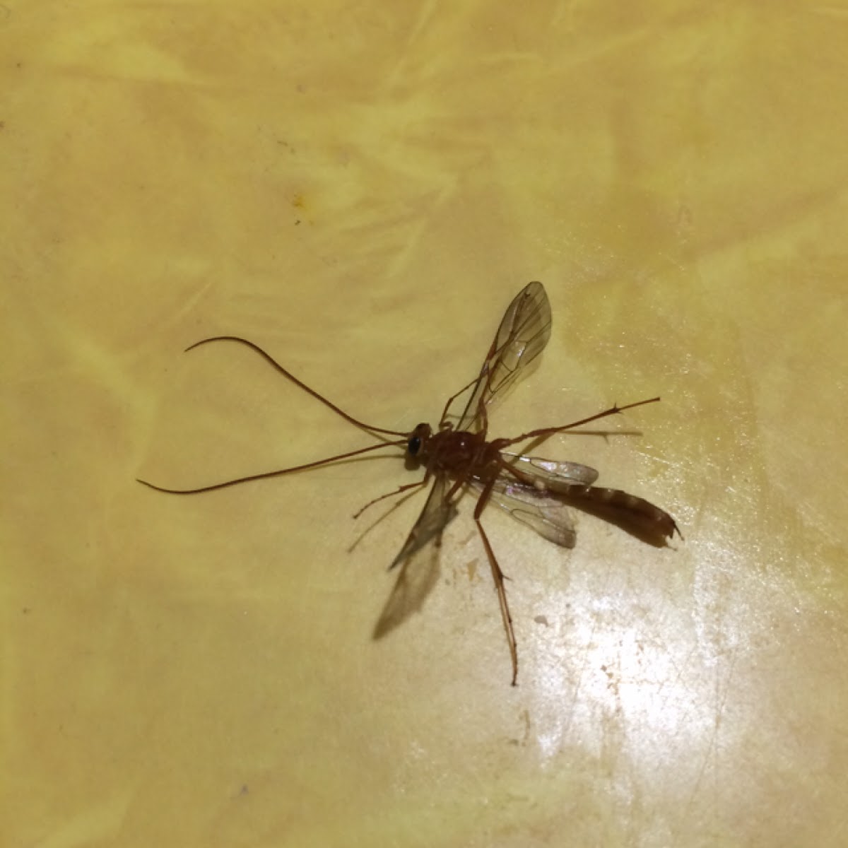 Ichneumonid wasp