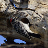 Nutall's Woodpecker