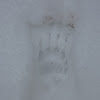 Badger footprints in the snow