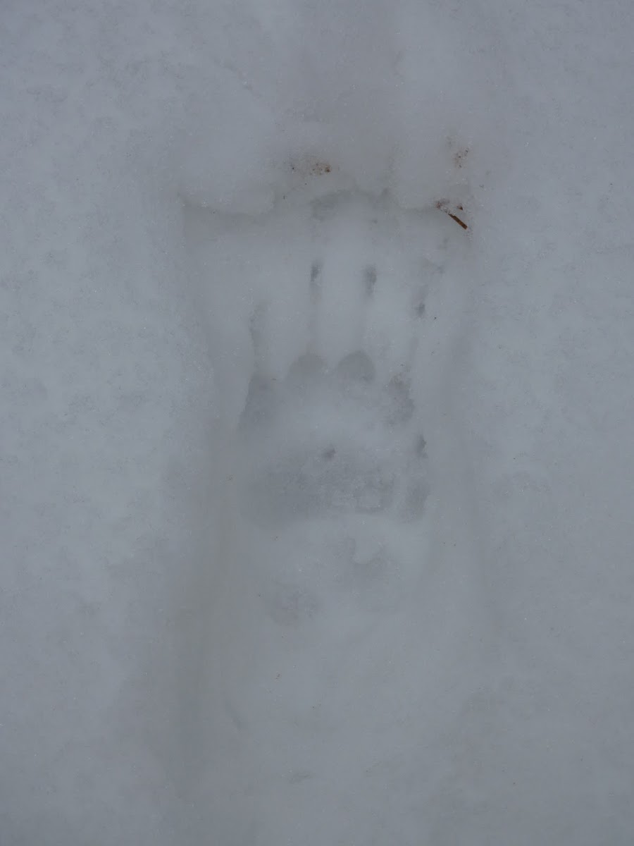 Badger footprints in the snow