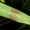 eggs and nymphs
