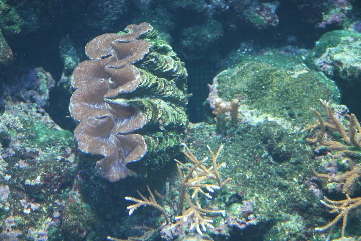 giant clam