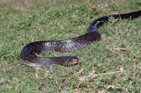 Texas Indigo Snake | Project Noah