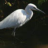 Little Egret