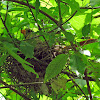 Northern Cardinal - nesting