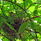 Northern Cardinal - nesting